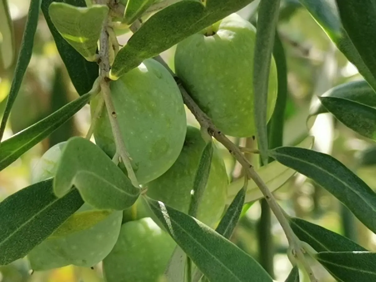 Affittacamere La Fattoria Dei Nonni Paterno  Casa di campagna