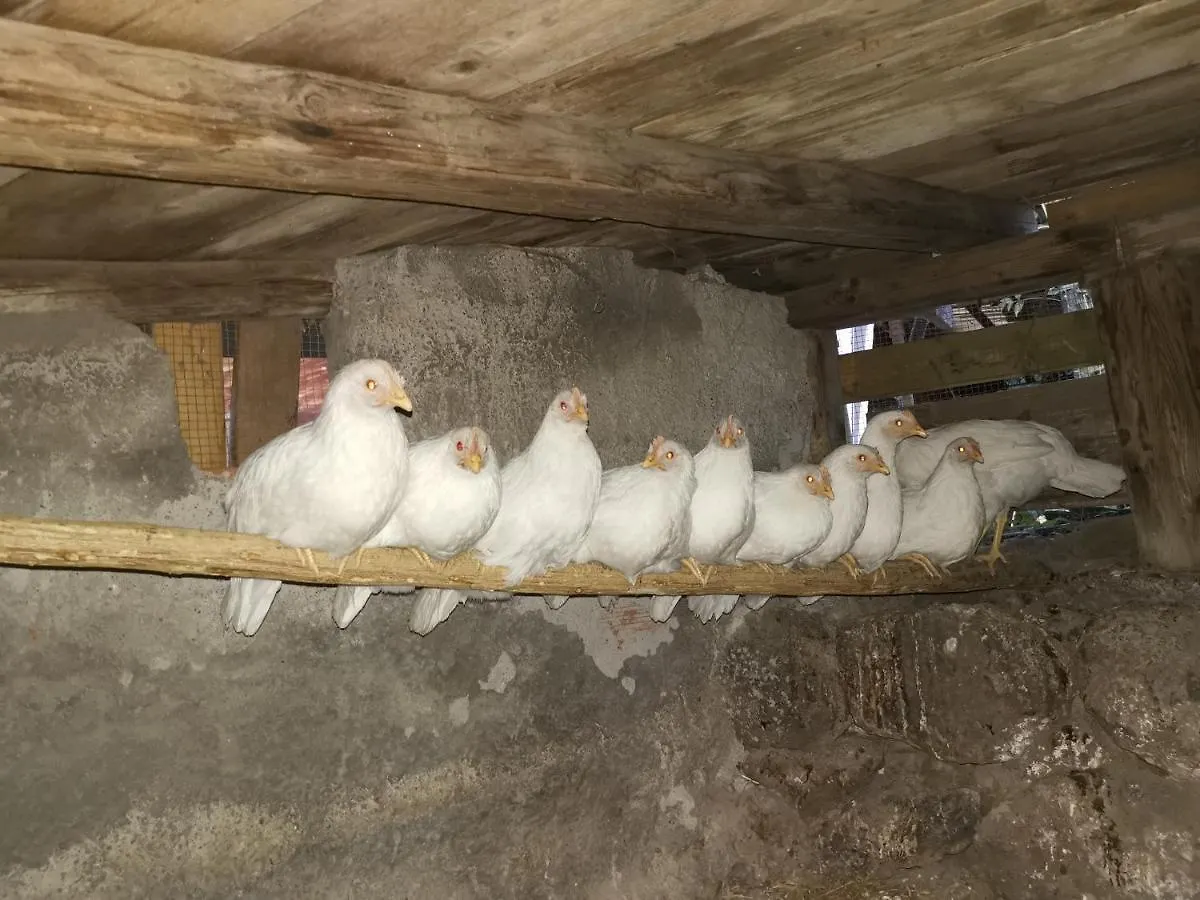 Affittacamere La Fattoria Dei Nonni Paterno  Italia